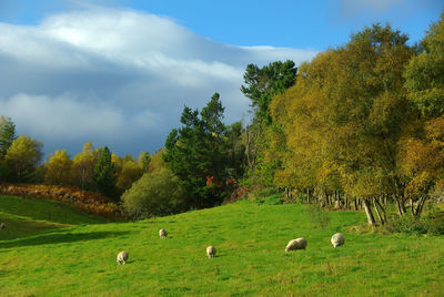 Flock of sheep grazing on field against sky