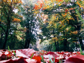 Autumn trees in park