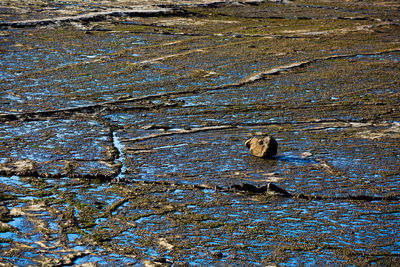 Close-up of bird in water