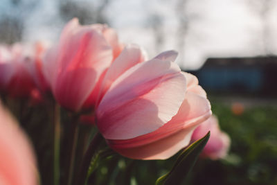 Close-up of pink flower