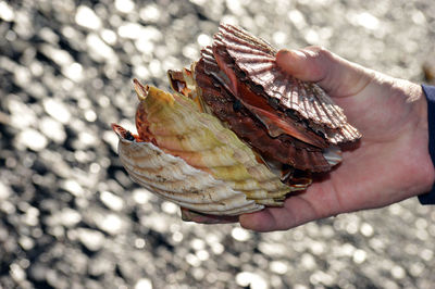 Cropped image of hand holding leaf