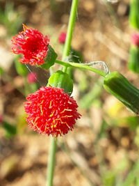 Close-up of red flower