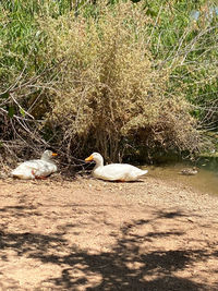 Close-up of birds in lake