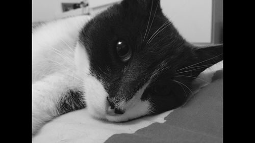 Close-up portrait of cat