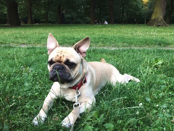 French bulldog lying on grassy field in park