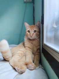 Cat sitting on bed at home