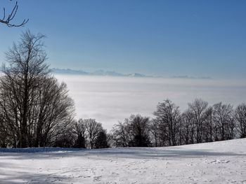 Bare trees on field against sky during winter