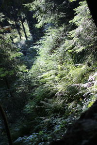 Trees growing in forest