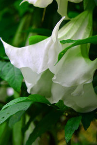 Close-up of water drops on flower