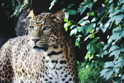 Close-up portrait of leopard