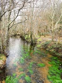 Scenic view of river in forest against sky