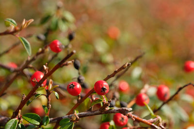 Red fruits of cotoneaster hedge close-up