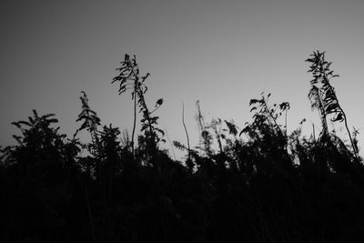 Low angle view of silhouette trees against sky