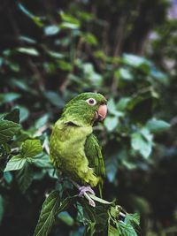 Parrot perching on tree