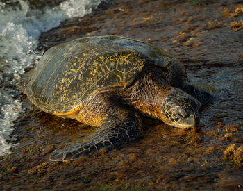 High angle view of turtle in sea