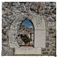Plants growing on wall of old building