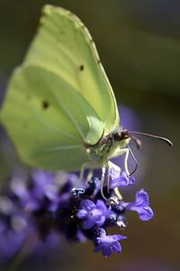 Close-up of butterfly pollinating on purple flower