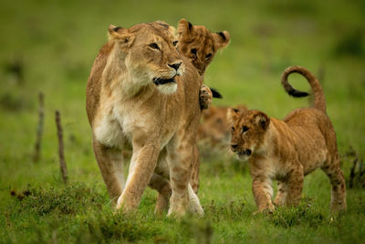 Lioness stands playing with cubs in grass