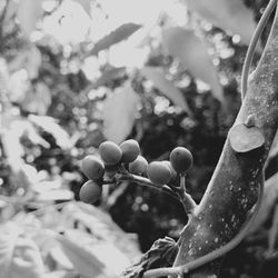 Close-up of berries growing on tree