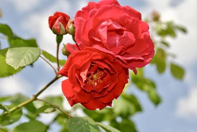 Close-up of red rose