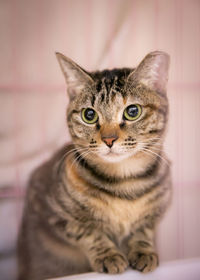 Close-up portrait of tabby cat kitten
