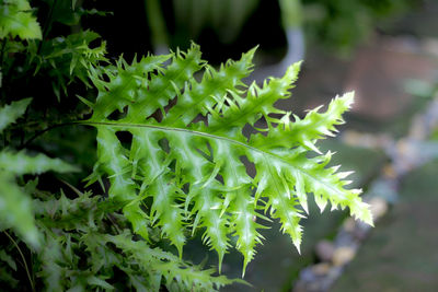 Close-up of fresh green plant