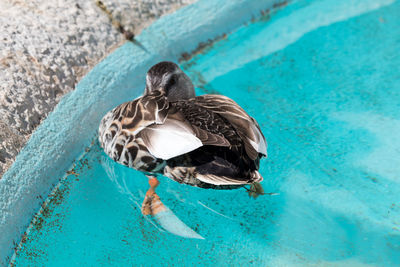 High angle close-up of duck swimming on lake during sunny day