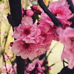 Close-up of pink cherry blossom