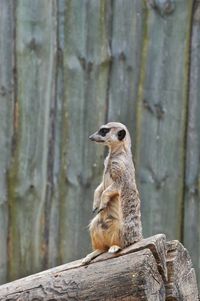 Meerkat sitting on log against fence