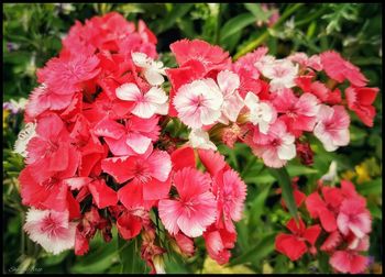 Close-up of pink flowers