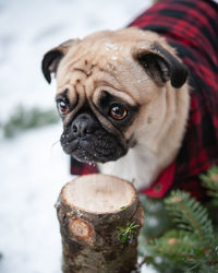 Portrait of a dog