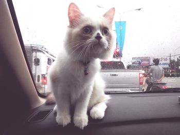 Cat sitting on wall