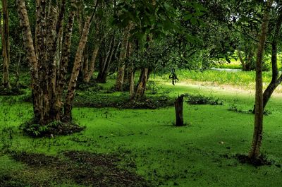 Trees on field in forest