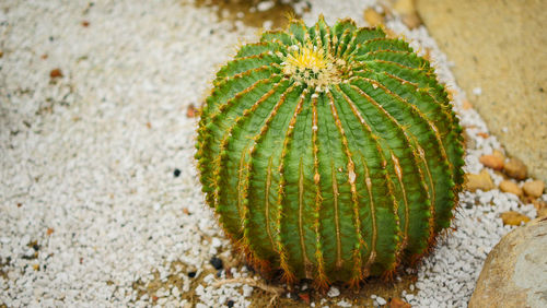 Close-up of succulent plant