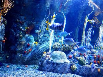 Fish swimming in aquarium