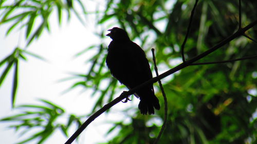 Bird perching on branch