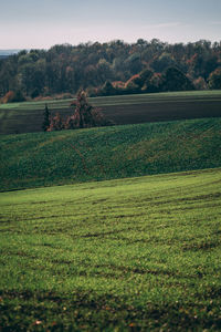 Scenic view of agricultural field against sky