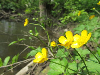 Close-up of yellow flower