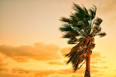 Low angle view of palm tree against sky during sunset