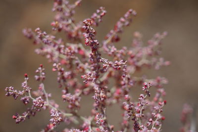 Close-up of pink flowering plant