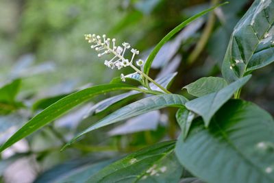 Close-up of flowering plant