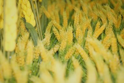 Full frame shot of wheat