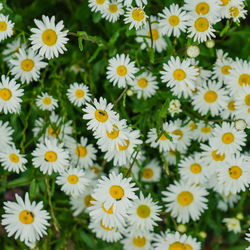 High angle view of daisies