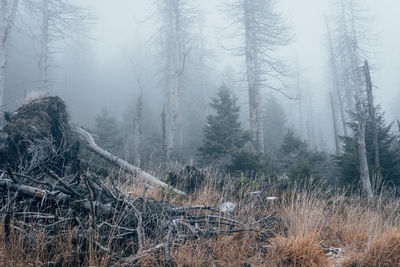 Pine trees in forest