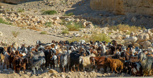 Shepherd with many goats in jordan crossing the road near the dead sea