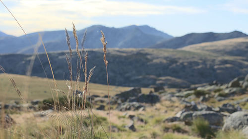 Close-up of grass against mountain range