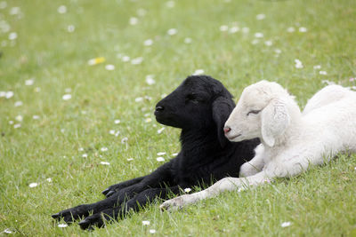 Close-up of lambs on field