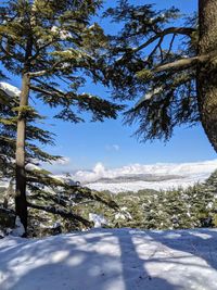 Trees on snow covered field against sky