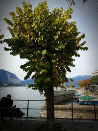 Tree growing in front of mountains against sky