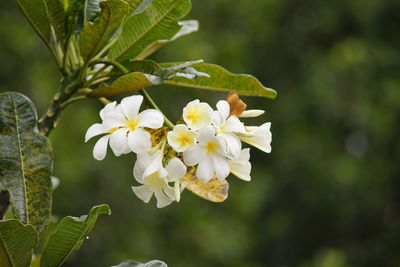 Close-up of white flowering plant